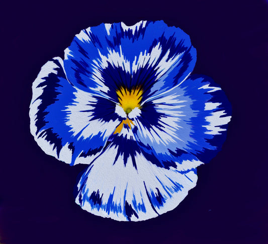 Boundless Imagination (Pansy in Blue and White)