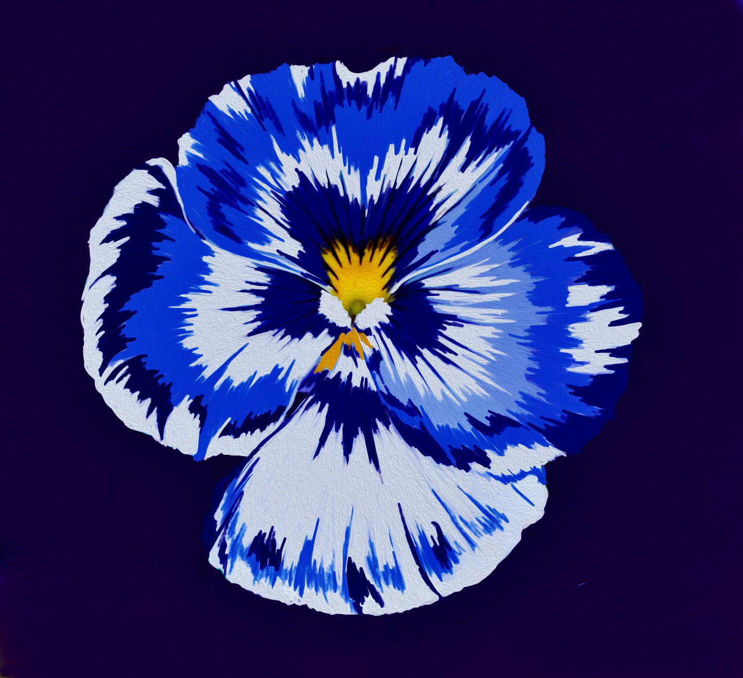 Boundless Imagination (Pansy in Blue and White)
